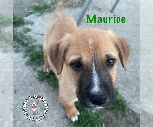 Medium Photo #2 Mutt Puppy For Sale in Omaha, NE, USA