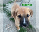 Small #1 Mutt