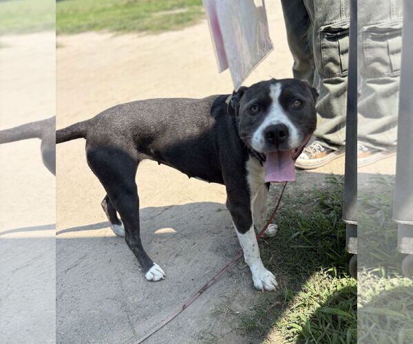 Medium Photo #3 American Pit Bull Terrier Puppy For Sale in Virginia Beach, VA, USA