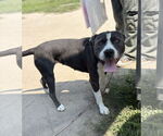 Small #2 American Pit Bull Terrier