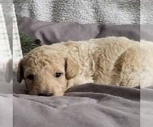 Bichpoo Puppy for sale in ARTHUR, IL, USA