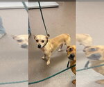 Small #4 Chihuahua Mix