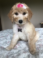 Poodle (Standard) Puppy for sale in IRON CITY, TN, USA