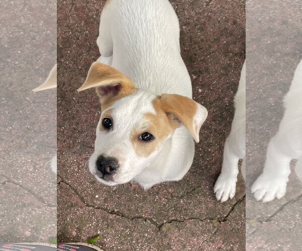 Medium Photo #2 Retriever -Unknown Mix Puppy For Sale in Mobile, AL, USA