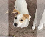 Small #1 Retriever  Mix