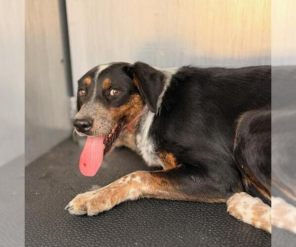 Medium Photo #1 Bluetick Coonhound-Unknown Mix Puppy For Sale in San Antonio, TX, USA