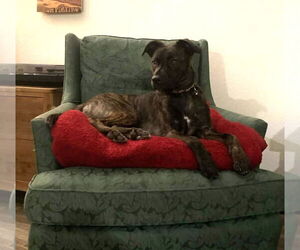 Mutt Dogs for adoption in Holly Springs, NC, USA