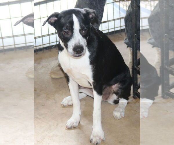 Medium Photo #1 Boston Terrier-Unknown Mix Puppy For Sale in Bandera, TX, USA