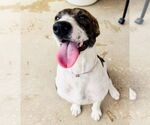 Small #7 German Shorthaired Pointer Mix