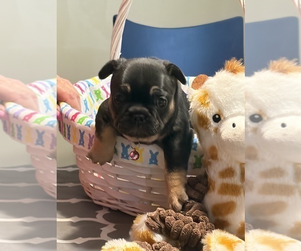 Medium Photo #6 French Bulldog Puppy For Sale in LEESVILLE, LA, USA