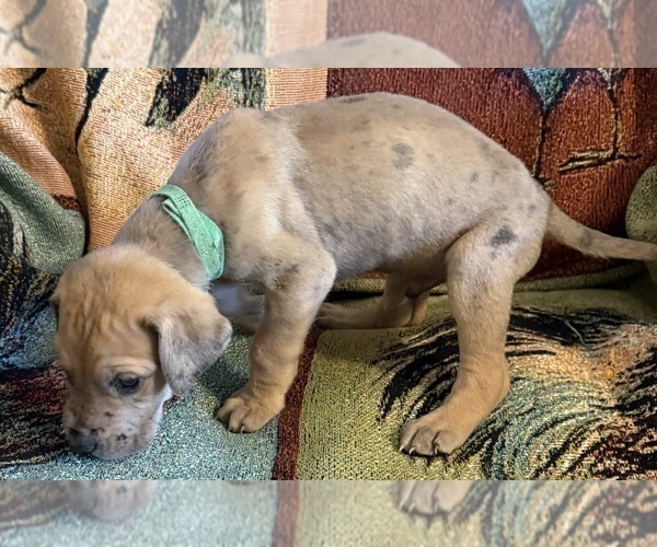 Medium Photo #33 Great Dane Puppy For Sale in GALLOWAY, OH, USA