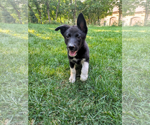 Medium Photo #5 Mutt Puppy For Sale in Sandy, UT, USA