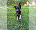 Small #4 Mutt