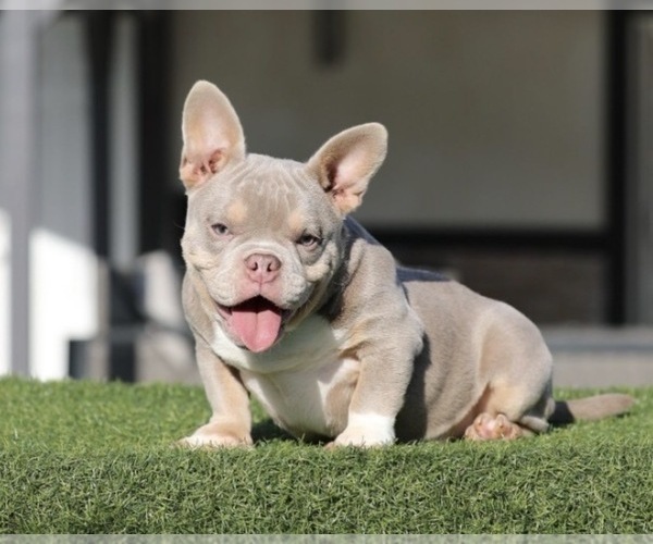 Medium Photo #2 American Bully Puppy For Sale in ANCHORAGE, AK, USA