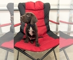 Small Photo #13 German Shorthaired Lab Puppy For Sale in GRANITE CITY, IL, USA