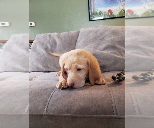 Medium Photo #9 Labrador Retriever Puppy For Sale in NEENAH, WI, USA