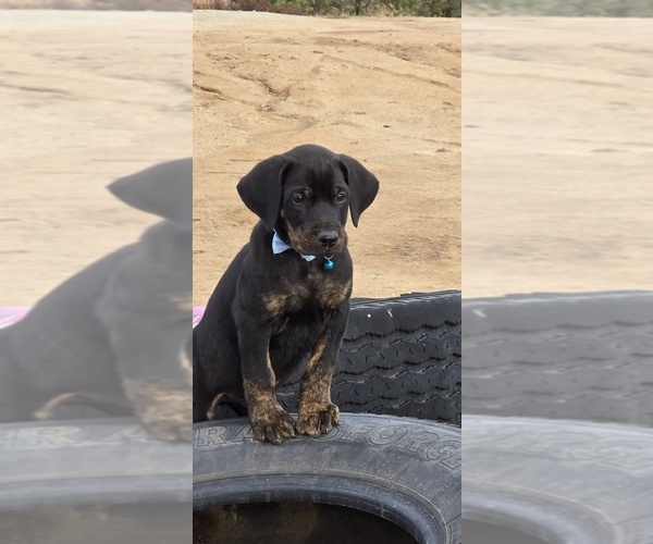 Medium Photo #1 Cane Corso-Doberman Pinscher Mix Puppy For Sale in HOMELAND, CA, USA