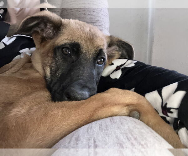 Medium Photo #12 German Shepherd Dog Puppy For Sale in Seattle, WA, USA