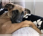 Small #11 German Shepherd Dog