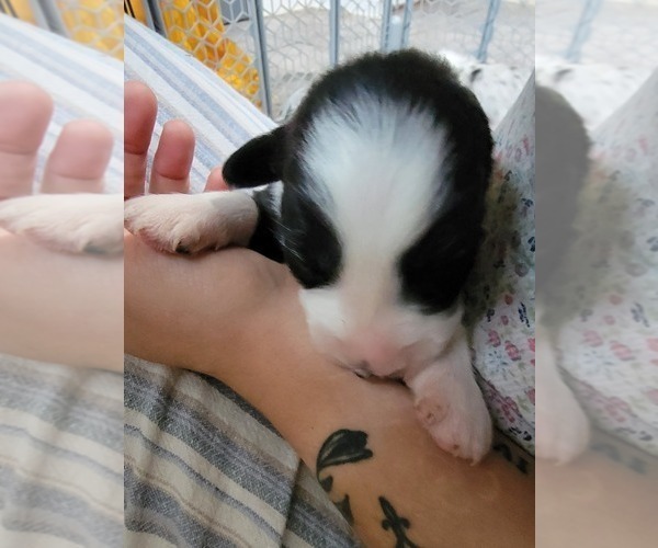 Medium Photo #8 Australian Shepherd Puppy For Sale in BATTLE CREEK, MI, USA