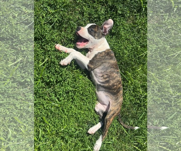 Medium Photo #3 American Pit Bull Terrier-Unknown Mix Puppy For Sale in Belleville, MI, USA