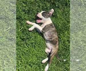 Petunia - Female American Pit Bull Terrier-Unknown Mix Dog for Adoption - Photo #3