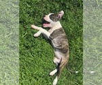 Small #2 American Pit Bull Terrier Mix