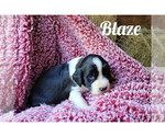 Puppy Blaze English Springer Spaniel
