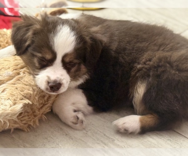 Medium Photo #43 Miniature Australian Shepherd Puppy For Sale in FORT MYERS, FL, USA