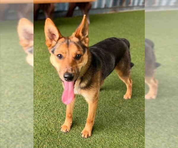 Medium Photo #1 German Shepherd Dog-Unknown Mix Puppy For Sale in Woodland, CA, USA