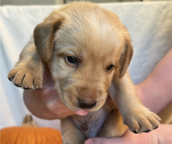 Medium Photo #2 Labrador Retriever Puppy For Sale in ARLINGTON, TX, USA