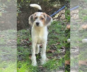 DJ - Male Mutt Dog for Adoption - Photo #3