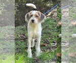 Small Photo #3 Mutt Puppy For Sale in Aurora, IN, USA