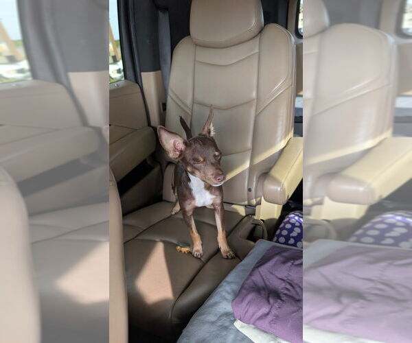 Medium Photo #3 Chihuahua-Unknown Mix Puppy For Sale in Mooresville, NC, USA