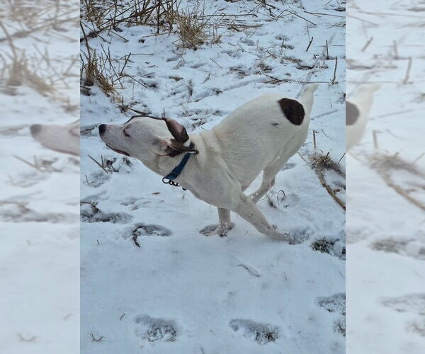 Medium Photo #7 Beagle-Unknown Mix Puppy For Sale in Techny, IL, USA