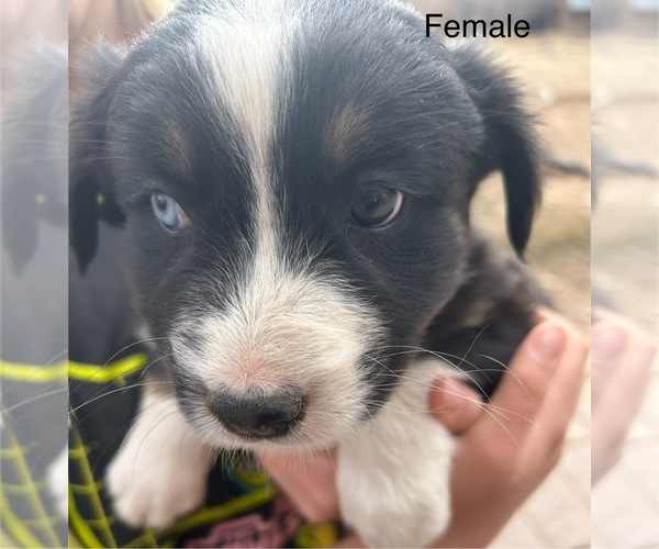 Medium Photo #5 Australian Shepherd Puppy For Sale in COTOPAXI, CO, USA