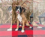 Small Photo #4 Boxer Puppy For Sale in GOSHEN, IN, USA