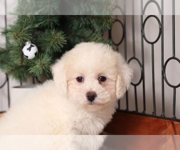 Medium Photo #2 Poodle (Miniature) Puppy For Sale in NAPLES, FL, USA