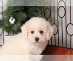Small Photo #2 Poodle (Miniature) Puppy For Sale in NAPLES, FL, USA