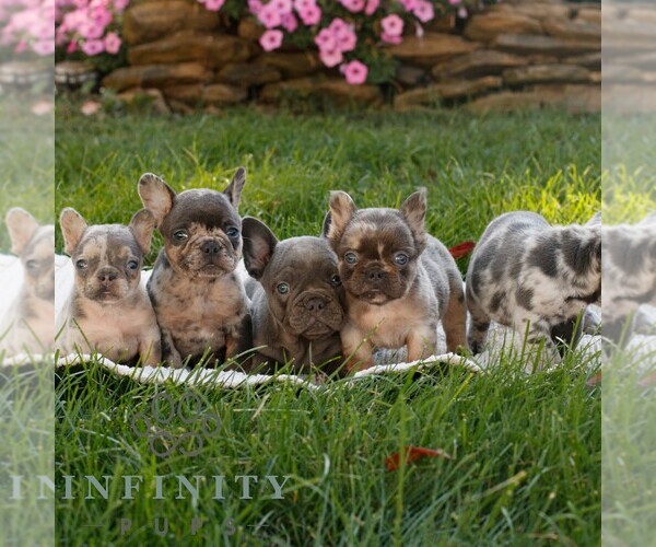 Medium Photo #2 French Bulldog Puppy For Sale in RONKS, PA, USA