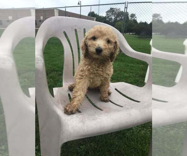 Medium Photo #1 Poodle (Miniature) Puppy For Sale in Palatine/Kildeer/Buffalo grove, IL, USA