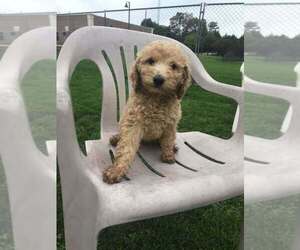 Poodle (Miniature) Dogs for adoption in Palatine/Kildeer/Buffalo grove, IL, USA