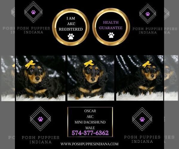 Medium Photo #5 Dachshund Puppy For Sale in WARSAW, IN, USA