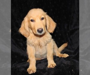 Golden Retriever Puppy for sale in BLOOMINGTON, IN, USA