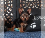 Small Yorkshire Terrier