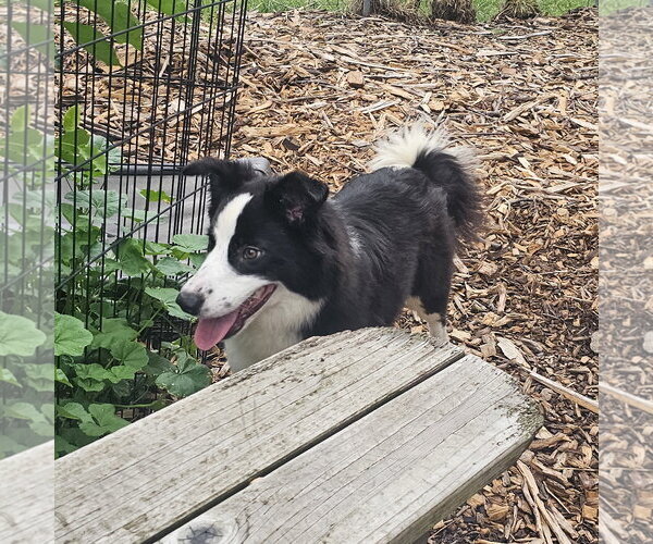 Medium Photo #7 Border Collie Puppy For Sale in Bloomingdale, NJ, USA