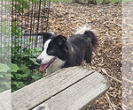 Small #6 Border Collie