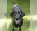 Small Photo #3 Labrador Retriever-Unknown Mix Puppy For Sale in Fort Worth, TX, USA