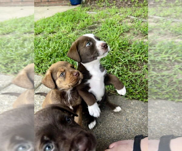 Medium Photo #2 Labrottie Puppy For Sale in Raleigh, NC, USA