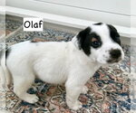 Small #5 Labrador Retriever Mix